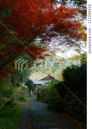 Hiei Mountain Satobo Autumn Leaves Path Sakamoto, Otsu City, Shiga Prefecture 121096916