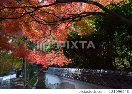Autumn leaves on the approach to Jigendo temple at Mount Hiei, Sakamoto, Otsu City, Shiga Prefecture 121096948