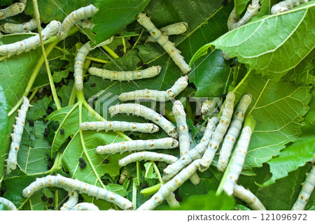 [蠶] 121096972