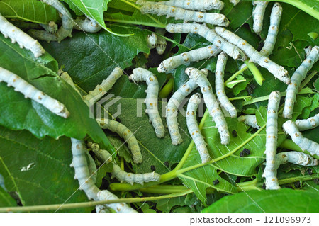 [Silkworm] 121096973