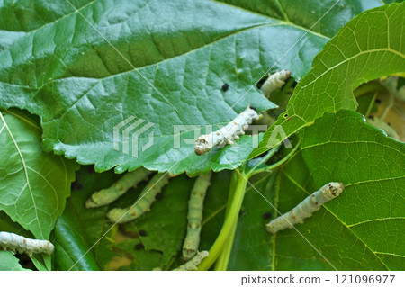 [Silkworm] 121096977