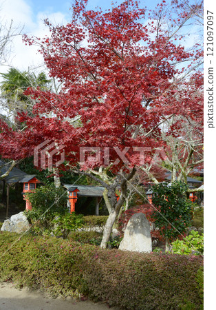 Autumn leaves in the grounds of Ritsuin Temple, Mount Hiei Satobo, Sakamoto, Otsu City, Shiga Prefecture Autumn leaves in the grounds of Ritsuin Temple, Mount Hiei Satobo, Sakamoto, Otsu City, Shiga Prefecture 121097097
