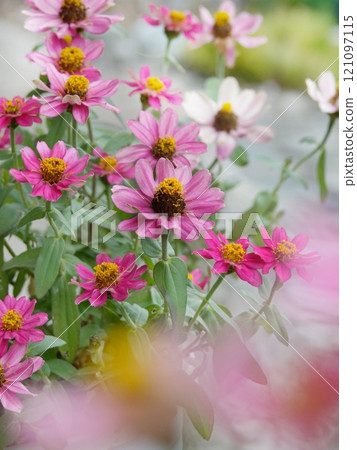 粉紅色的高級 121097115