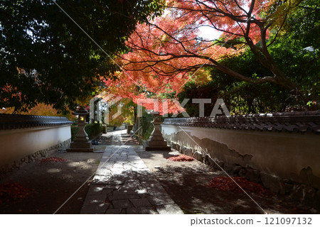 Hiei-san Satobo, Jigen-do, autumn leaves on the approach to the temple, Sakamoto, Otsu City, Shiga Prefecture Hiei-san Satobo, Jigen-do, autumn leaves on the approach to the temple, Sakamoto, Otsu City, Shiga Prefecture 121097132