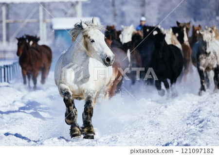 Herd of horses running in winter 121097182
