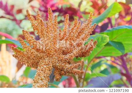 Amaranthus caudatus of yellow color. Growing plant protein in rural garden. Blurred effect background. Farming. Cottage garden. 121097190