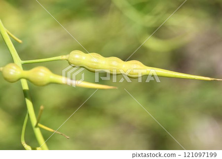The fruit of the wild radish with its interesting long yellow pods seen on a beach in Kobe The fruit of the wild radish with its interesting long yellow pods seen on a beach in Kobe 121097199