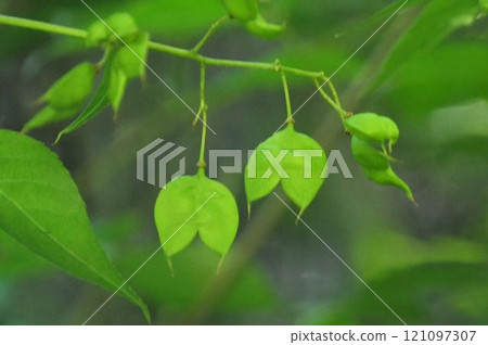 I saw this interesting Japanese honeysuckle on Mt. Rokko, with two green, fan-like immature fruits growing side by side. I saw this interesting Japanese honeysuckle on Mt. Rokko, with two green, fan-like immature fruits growing side by side. 121097307