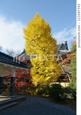 Nanzenji Temple - Ginkgo leaves turning yellow in the precincts, Sakyo Ward, Kyoto City 121097343