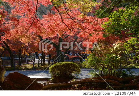 Autumn leaves in the grounds of Nanzenji Temple, Sakyo Ward, Kyoto City Autumn leaves in the grounds of Nanzenji Temple, Sakyo Ward, Kyoto City 121097344