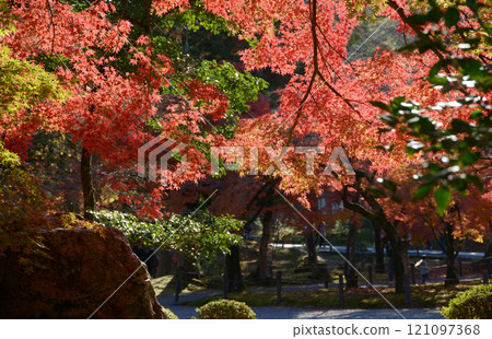 京都市左京區南禪寺院內的紅葉 121097368