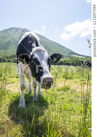 Cows grazing on Mt. Daisen near Makiba Milk Village 121097394
