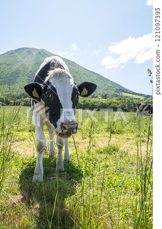 Cows grazing on Mt. Daisen near Makiba Milk Village 121097395