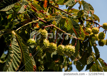 Horse-chestnuts on conker tree branch - Aesculus hippocastanum fruits . Horse-chestnuts on conker tree branch - Aesculus hippocastanum fruits . 121097441
