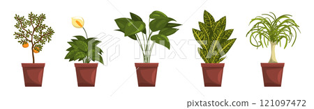 Flower and Plant Growing in Ceramic Pot Vector Set 121097472