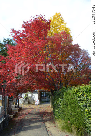 京都市左京區黑屋 空海光明寺 青雲院東門 秋葉 121097548