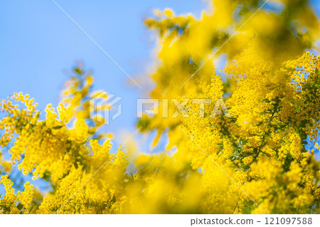 [花材]含羞草花和藍天[愛知縣] 121097588
