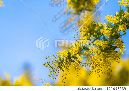 [花材]含羞草花和藍天[愛知縣] 121097589