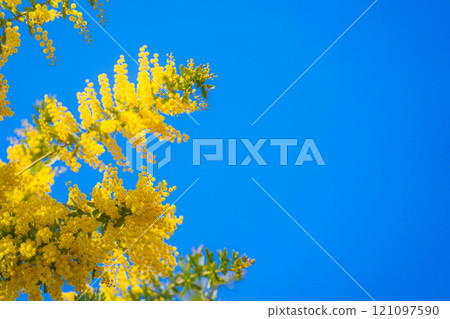 [Flower material] Mimosa flowers and blue sky [Aichi Prefecture] 121097590
