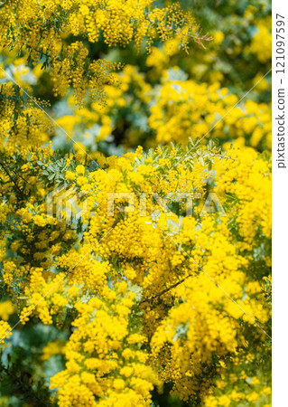 [Flower material] Mimosa flowers and blue sky [Aichi Prefecture] 121097597