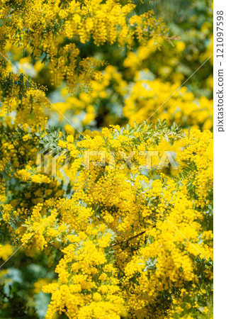 [Flower material] Mimosa flowers and blue sky [Aichi Prefecture] 121097598