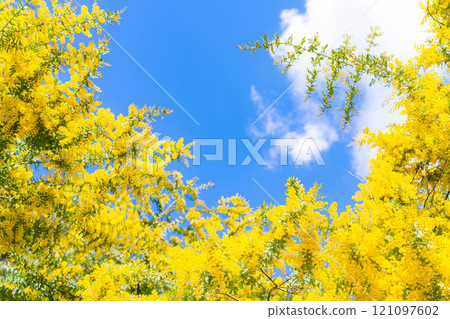 [Flower material] Mimosa flowers and blue sky [Aichi Prefecture] 121097602