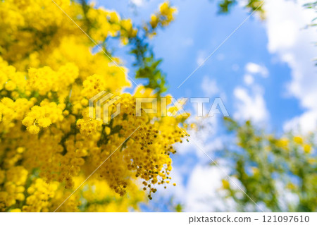 [Flower material] Mimosa flowers and blue sky [Aichi Prefecture] 121097610