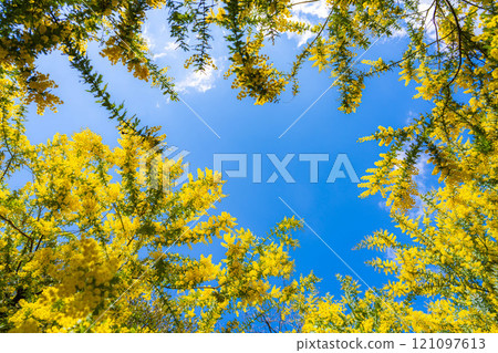 [Flower material] Mimosa flowers and blue sky [Aichi Prefecture] 121097613