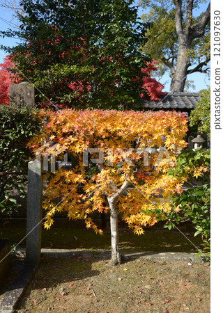 Konkai-Komyoji Temple, autumn leaves on the hedge, Kurodani, Sakyo Ward, Kyoto City Konkai-Komyoji Temple, autumn leaves on the hedge, Kurodani, Sakyo Ward, Kyoto City 121097630