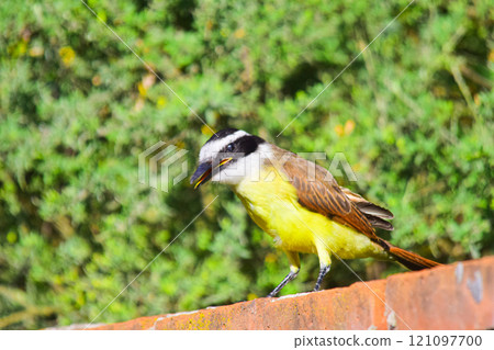 Great kiskadee on a brick wall Great kiskadee on a brick wall 121097700