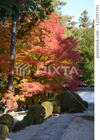 Autumn leaves in the grounds of Nanzenji Temple, Sakyo Ward, Kyoto City 121097701