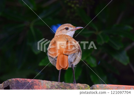 Oven bird perched on a red wall 121097704
