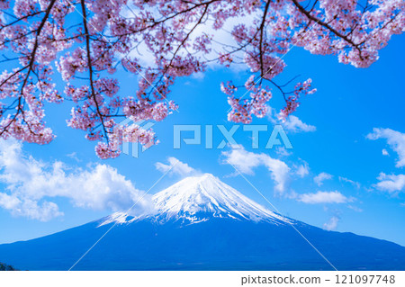 [Cherry Blossoms and Mt. Fuji] Mt. Fuji seen from the north shore of Lake Kawaguchi with cherry blossoms in full bloom [Yamanashi Prefecture] 121097748