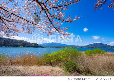 [Cherry Blossoms and Mt. Fuji] Mt. Fuji seen from the north shore of Lake Kawaguchi with cherry blossoms in full bloom [Yamanashi Prefecture] 121097773
