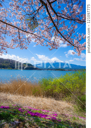 [Cherry Blossoms and Mt. Fuji] Mt. Fuji seen from the north shore of Lake Kawaguchi with cherry blossoms in full bloom [Yamanashi Prefecture] 121097775