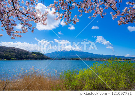 [Cherry Blossoms and Mt. Fuji] Mt. Fuji seen from the north shore of Lake Kawaguchi with cherry blossoms in full bloom [Yamanashi Prefecture] 121097781