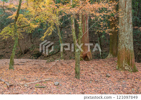 Kasugayama Primeval Forest, Nara City 121097849