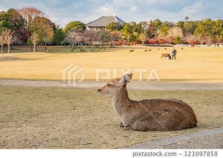 鹿在奈良公園春日之園 121097858