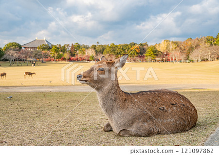 鹿在奈良公園春日之園 鹿在奈良公園春日之園 121097862
