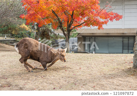 Deer in Nara Park 121097872