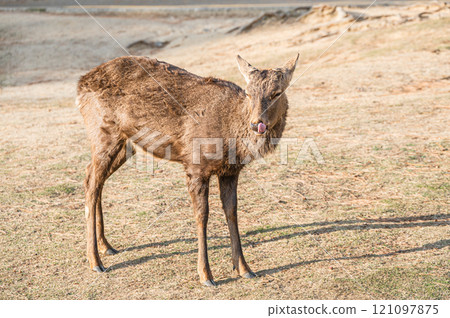Deer in Nara Park Deer in Nara Park 121097875
