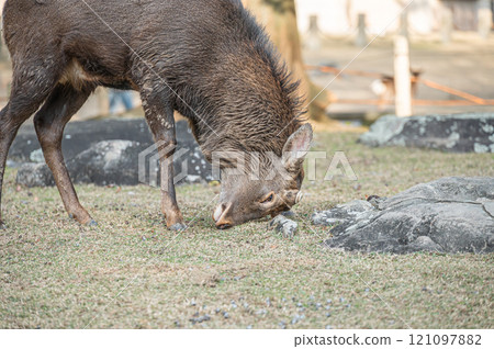 Deer in Nara Park 121097882