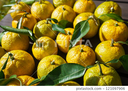 Harvesting bellows from home fruit trees Harvesting bellows from home fruit trees 121097906