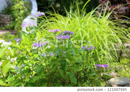 hydrangea flower hydrangea flower 121097995