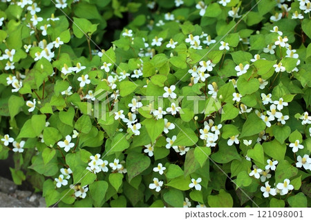 Houttuynia cordata flower 121098001