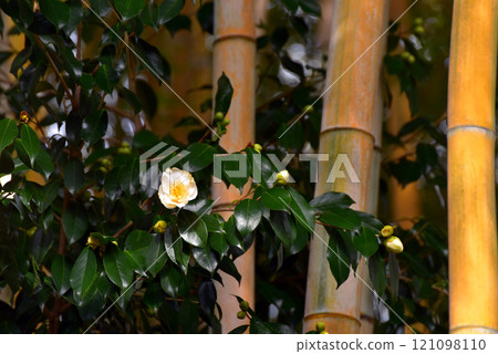 Golden bamboo and camellia flowers at Bamboo Forest Park Golden bamboo and camellia flowers at Bamboo Forest Park 121098110