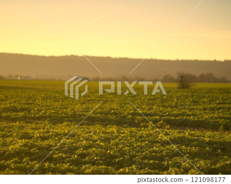 sunset over rapeseed field 121098177