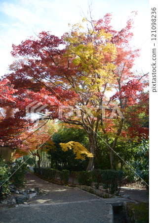 嵯峨野 五龜山天皇陵道路上的紅葉 京都市右京區嵯峨野 121098236