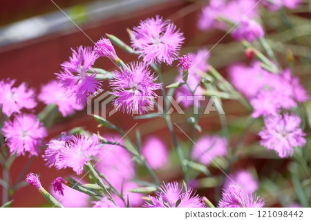 Autumn Seven Herbs: Dianthus arvensis flower 121098442