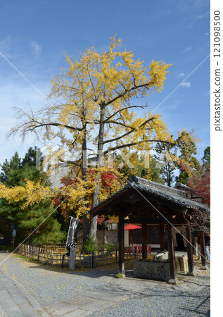 Seiryoji寺，Chozusha和黃銀杏葉，佐賀，京都市右京區 121098500